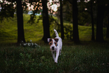 Cute Parson Russell Terrier in the Park