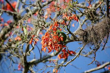 Beautiful parrot in the tree feeding in the winter in Brazil.
