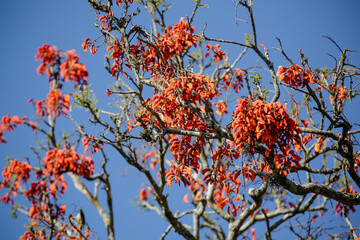 Beautiful parrot in the tree feeding in the winter in Brazil.
