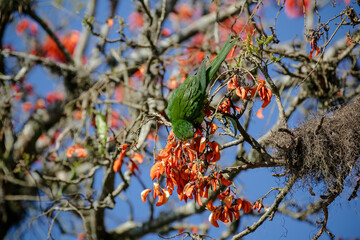 Beautiful parrot in the tree feeding in the winter in Brazil.
