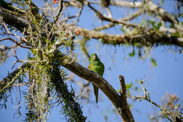 Beautiful parrot in the tree feeding in the winter in Brazil.
