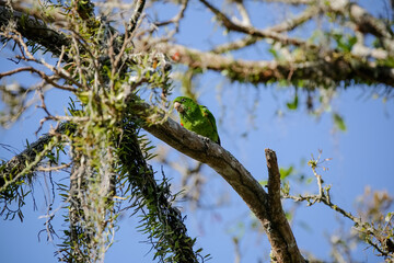 Beautiful parrot in the tree feeding in the winter in Brazil.
