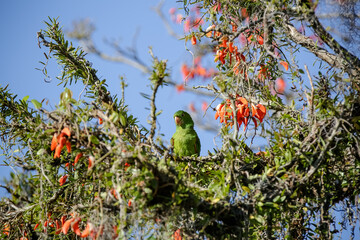 Beautiful parrot in the tree feeding in the winter in Brazil.
