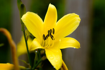 Fototapeta premium yellow flower