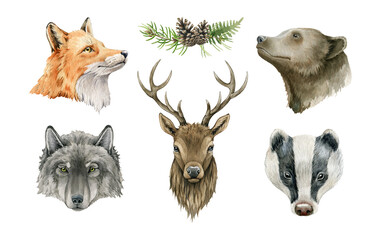 Forest animal portrait. Watercolor wildlife illustration. Fox, wolf, grizzly bear, badger, deer head element set. Hand drawn wild forest animal collection. On white background