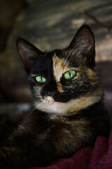 World Pet Day. Close-up portrait of unusual green-eyed cat.