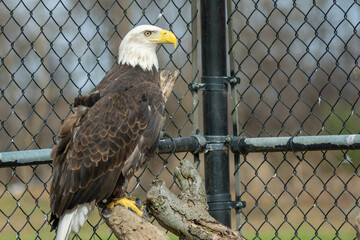american bald eagle