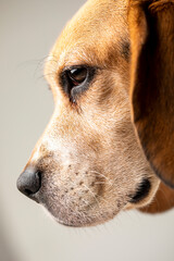 Head of a beagle dog.