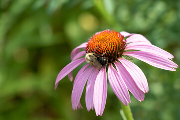 bee on a flower