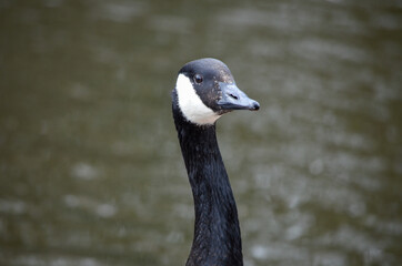 Goose on the water