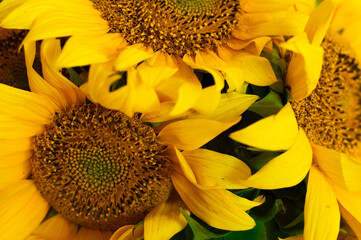 yellow flowers sunflowers bouquet, macro, background. High quality photo