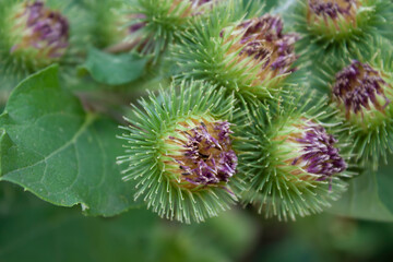 The flowers of the medicinal plant burdock (Arctium lappa) begin to bloom, close-up, the green background of the leaves of this plant