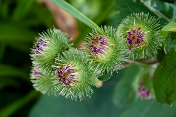 The flowers of the medicinal plant burdock (Arctium lappa) begin to bloom, close-up, the green background of the leaves of this plant