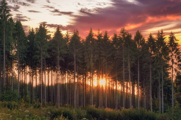 Sunset behind a row of trees in the forest with a colorful sky