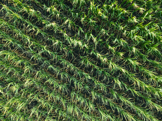 Rows of ripening corn in a corn field on a bright sunny day