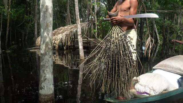 Man holding bunch of fresh acai fruit in amazon rainforest in summer sunny day. Concept of environment, ecology, sustainability, biodiversity, superfood, bioeconomy, healthy food. Amazonas, Brazil. 	