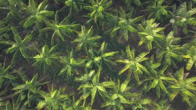 Drone aerial view of palm trees of acai berry fruit agriculture field in summer sunny day at farm in amazon rainforest, brazil. Concept of food, ecology, environment, biodiversity, euterpe oleracea 4K