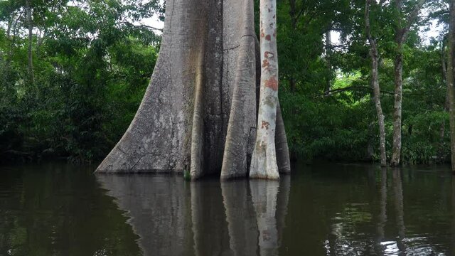 The giant Sumauma or Kapok tree, Ceiba pentandra, during flooded waters of the Amazonas river in the Amazon rainforest. Concept of biodiversity, nature, ecology, environment, forest conservation. 4K