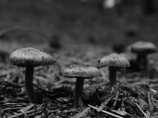 champion noir et blanc