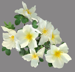 Branch of white dog-roses isolated on a gray background