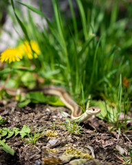 Snake in the grass