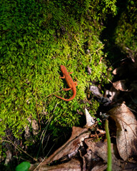 Orange salamander in the wild