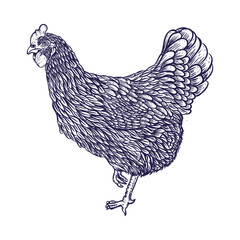 Hand drawing chicken illustration Premium Vector
