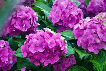 Hydrangea macrophylla flower plant, or hortensia, is a genus of 70–75 species of flowering plants native to Asia and the Americas, Beauty in nature background