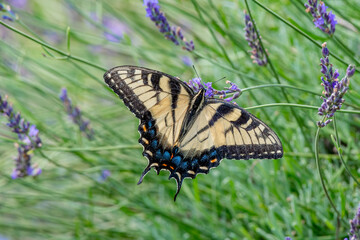 Closeup of a Canada tiger swallowtail butterfly pollinating a lavender flower - Michigan