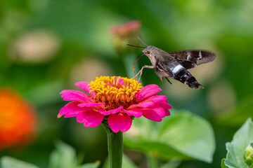 Closeup of a hummingbird moth pollinating a bright pink zinnia flower - Michigan