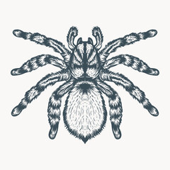 Tarantula hand drawn illustration Premium Vector
