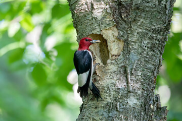 The red-headed woodpecker (Melanerpes erythrocephalus)  bringing food for young  into the nesting cavity