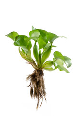 Eichhornia crassipes