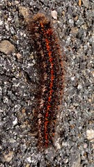 caterpillar on the ground