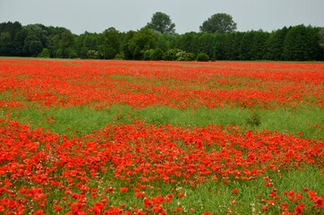 red poppies on the meadow in summer, red poppies