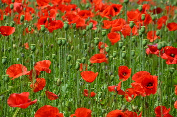 red poppies on the meadow in summer, red poppies