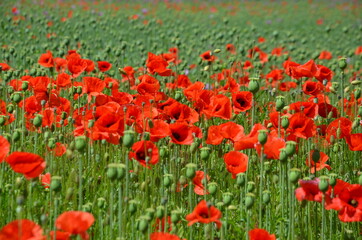 red poppies on the meadow in summer, red poppies