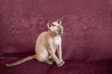 Siamese smooth-haired cat sits on cherry-colored sofa