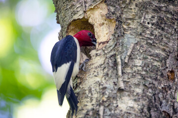 The red-headed woodpecker (Melanerpes erythrocephalus)  bringing food for young  into the nesting cavity