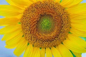 sunflower flower close up on blue sky background