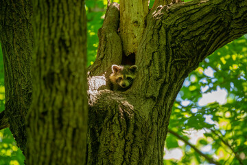 The Raccoon ( Procyon lotor) on a tree in the state park