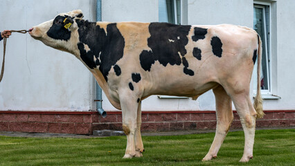 Beautiful breeding bull in the farm corral. The bull-producer in the rack for the catalog. Animal...