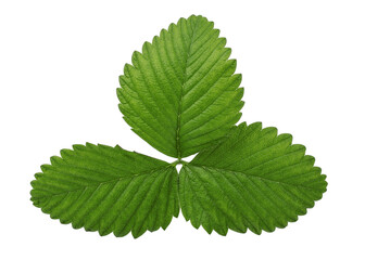 Strawberry leaf isolated on white background with clipping path