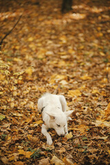Cute funny dog sitting and biting wooden stick in autumn woods. Adorable swiss shepherd white dog in harness and leash playing with twig in beautiful fall forest. Hiking with pet