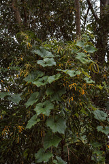 Creeping Flower Bush in Tree