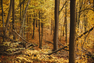 Beautiful autumn woods in mountains. Autumnal background. Beautiful beech trees with yellow leaves in fall forest . Space for text