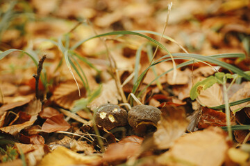 Beautiful mushrooms  with brown cap in autumn leaves in sunny autumn woods. Bolete.  Edible xerocomus mushroom growing in fall woods. Tasty delicious fungi. Copy space