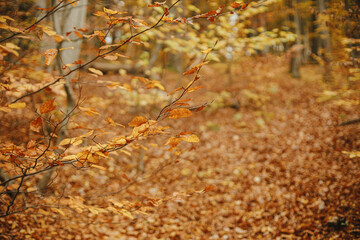 Beautiful beech tree branches with yellow leaves in fall forest. Beautiful autumn woods in mountains. Autumnal background. Space for text