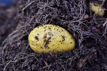 Close up of one yellow potato on brown soil