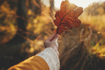 Woman in cozy sweater holding beautiful oak brown leaf in sunset rays in autumn woods. Beautiful autumn leaf in woman hand in evening sunlight. Autumnal background. Space for text